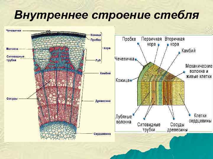 Внутреннее строение стебля 