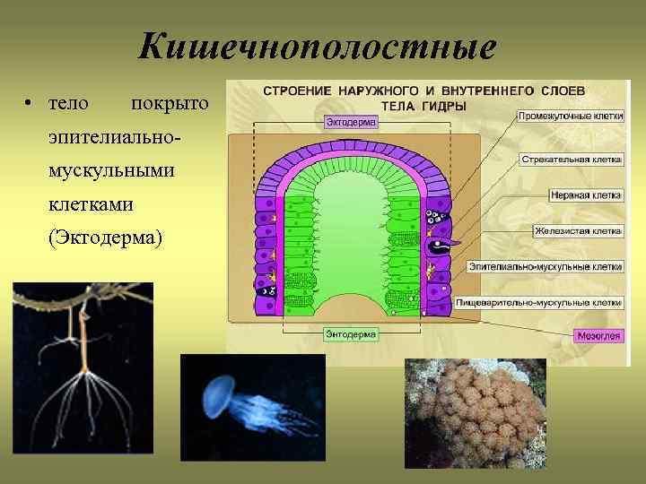 Кишечнополостные • тело покрыто эпителиальномускульными клетками (Эктодерма) 