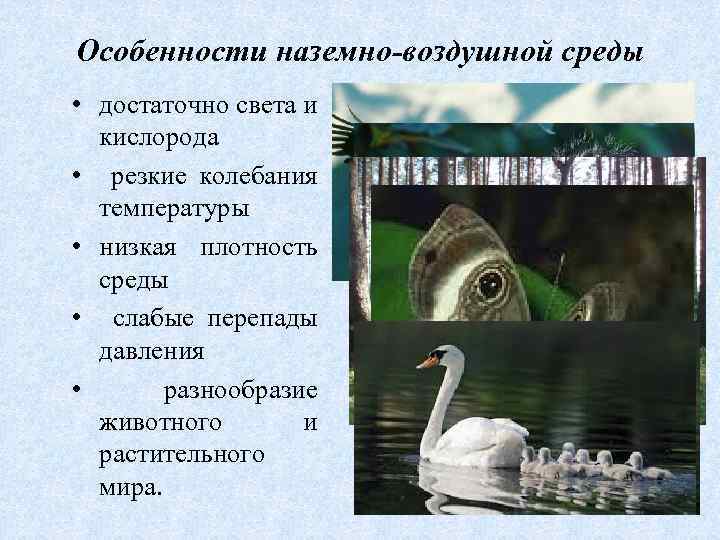 Тест по биологии наземно воздушная среда. Плотность наземно-воздушной среды обитания. Колебания температуры в наземно-воздушной среде. Наземно-воздушная среда особенности среды.