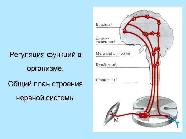 Регуляция функций в организме. Общий план строения нервной системы 