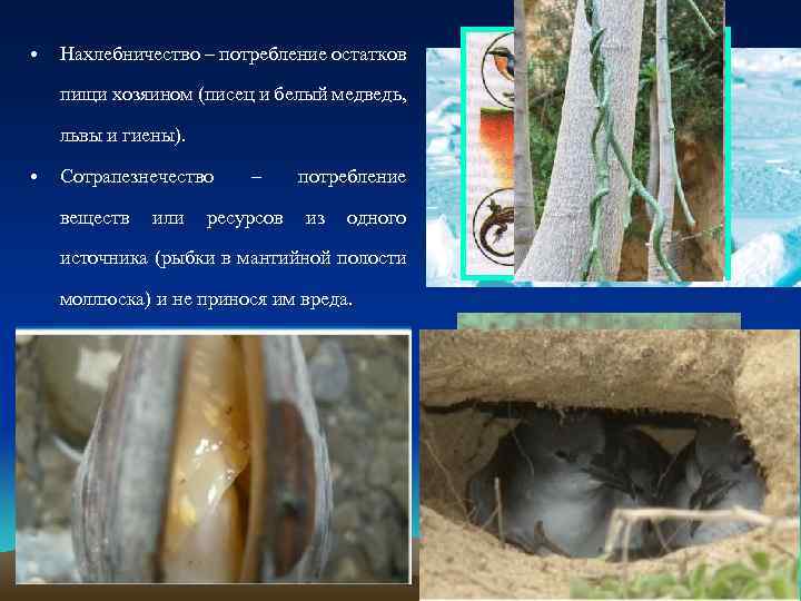  • Нахлебничество – потребление остатков пищи хозяином (писец и белый медведь, львы и