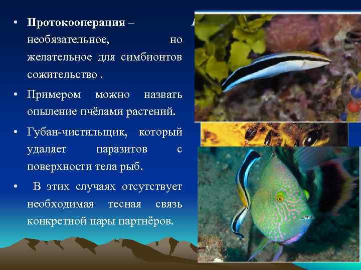  • Протокооперация – необязательное, но желательное для симбионтов сожительство. • Примером можно назвать