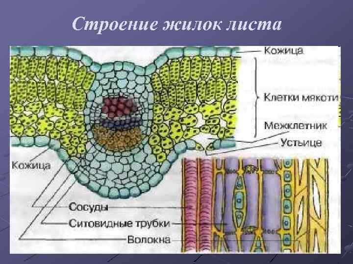 Строение жилок листа 