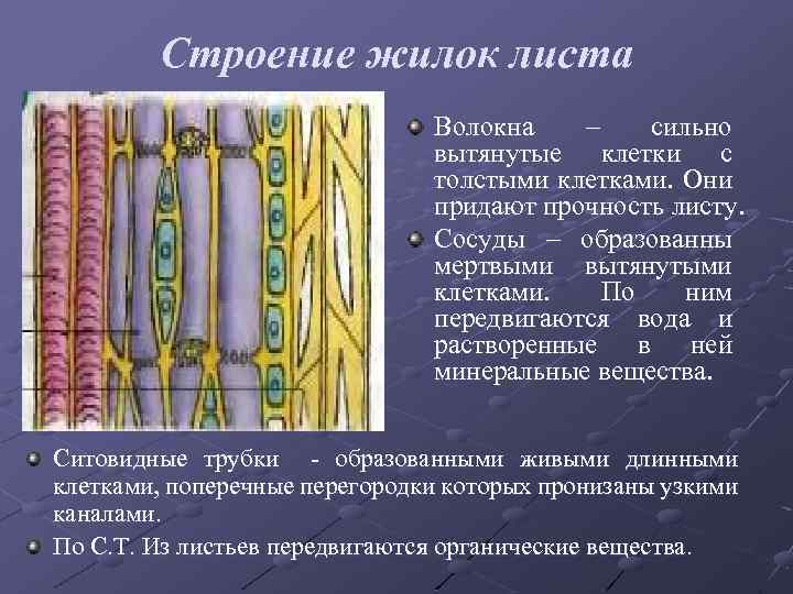 Строение жилок листа Волокна – сильно вытянутые клетки с толстыми клетками. Они придают прочность