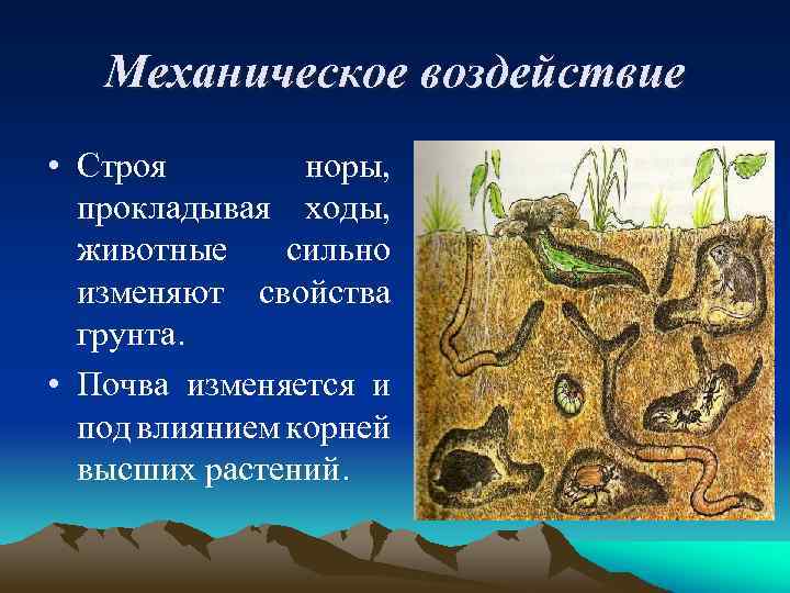 Составьте развернутый план параграфа биология 8 класс роль живых организмов в биосфере