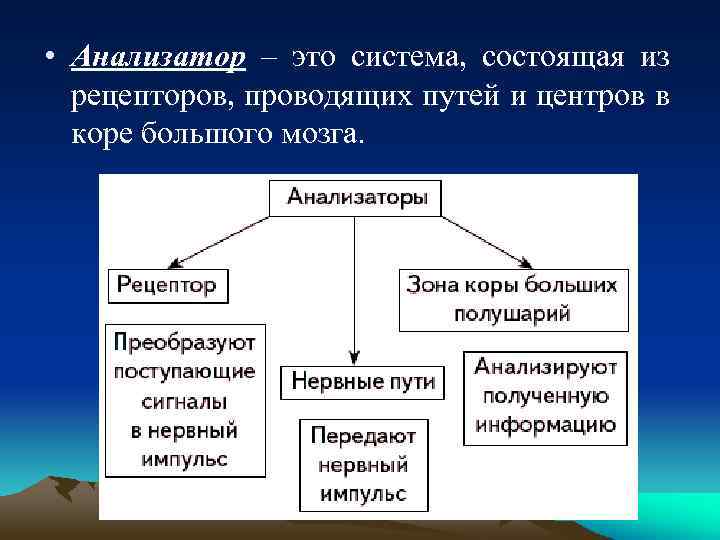  • Анализатор – это система, состоящая из рецепторов, проводящих путей и центров в
