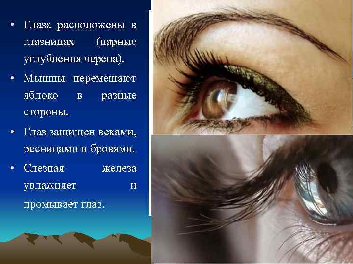  • Глаза расположены в глазницах (парные углубления черепа). • Мышцы перемещают яблоко в