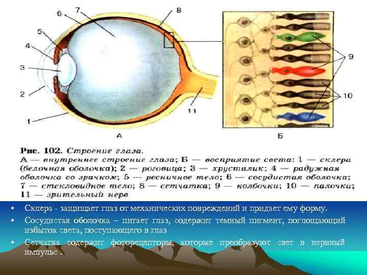  • • • Склера - защищает глаз от механических повреждений и придает ему