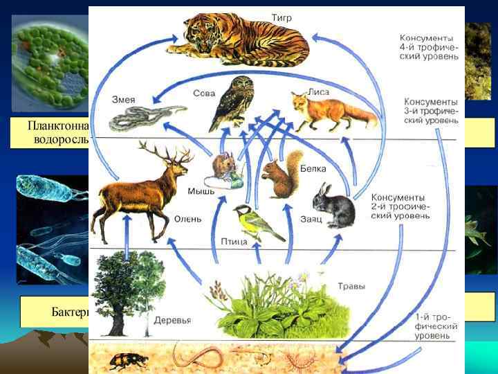 Консумент производитель. Пищевая сеть и направление потоков вещества. Цепи питания. Цепи и сети питания. Схема пищевых связей в природном сообществе.