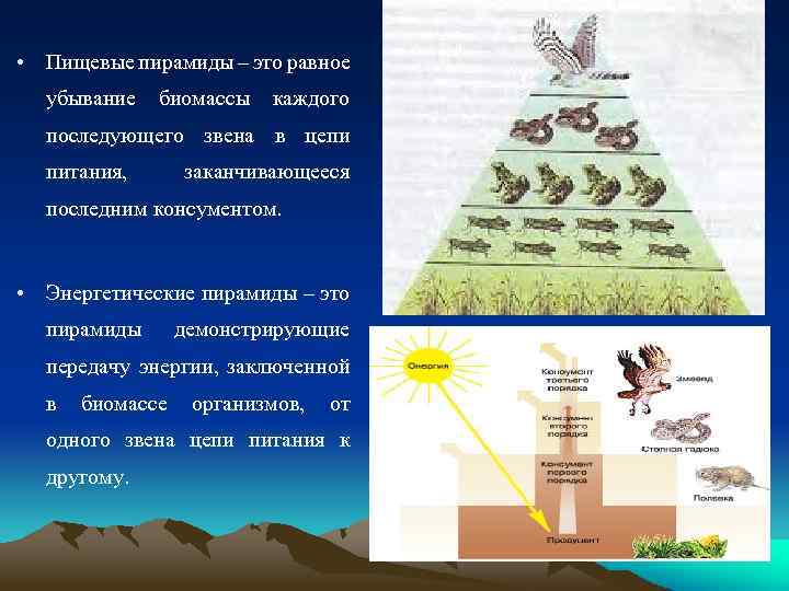  • Пищевые пирамиды – это равное убывание биомассы каждого последующего звена в цепи