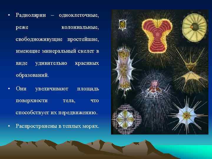  • Радиолярии – одноклеточные, реже колониальные, свободноживущие простейшие, имеющие минеральный скелет в виде