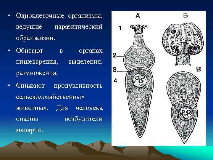  • Одноклеточные организмы, ведущие паразитический образ жизни. • Обитают в органах пищеварения, выделения,