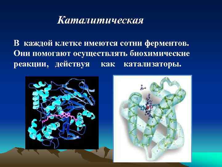 Каталитическая В каждой клетке имеются сотни ферментов. Они помогают осуществлять биохимические реакции, действуя как