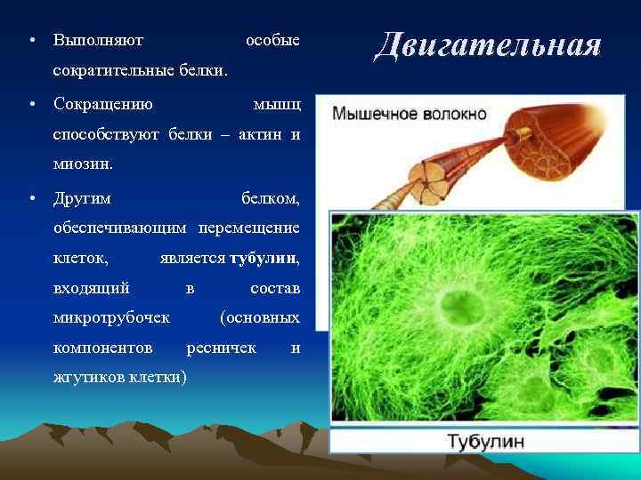  • Выполняют особые сократительные белки. • Сокращению мышц способствуют белки – актин и