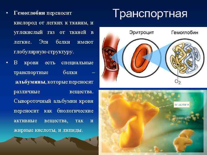  • Гемоглобин переносит кислород от легких к тканям, и углекислый газ от тканей