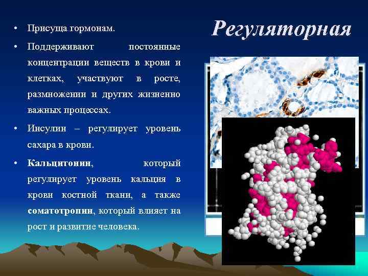  • Присуща гормонам. • Поддерживают постоянные концентрации веществ в крови и клетках, участвуют