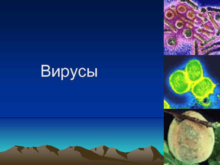 Вирусы 