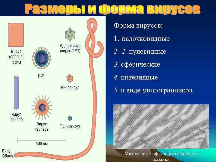 Форма вирусов: 1. палочковидные 2. 2. пулевидные 3. сферические 4. нитевидные 5. в виде