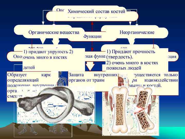 В химическом составе костей пожилого человека