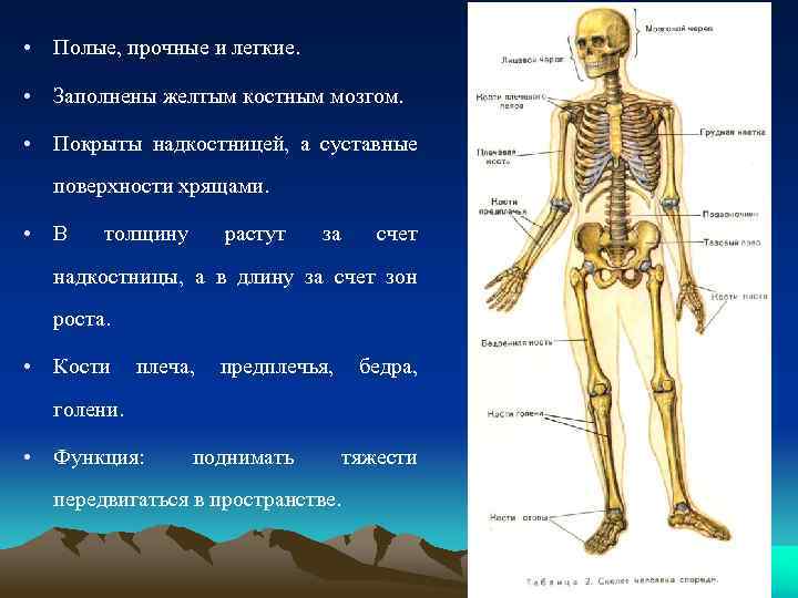 Где желтый костный мозг в кости