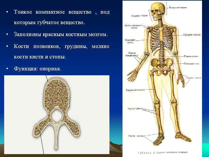 Кости биология. Строение костей туловища человека. Губчатое вещество с красным костным мозгом. Особенности строения костей в детском возрасте.