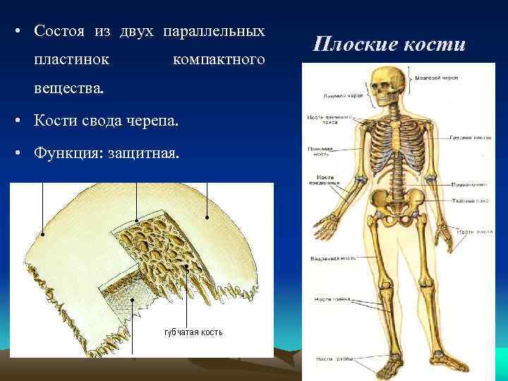  • Состоя из двух параллельных пластинок компактного вещества. • Кости свода черепа. •