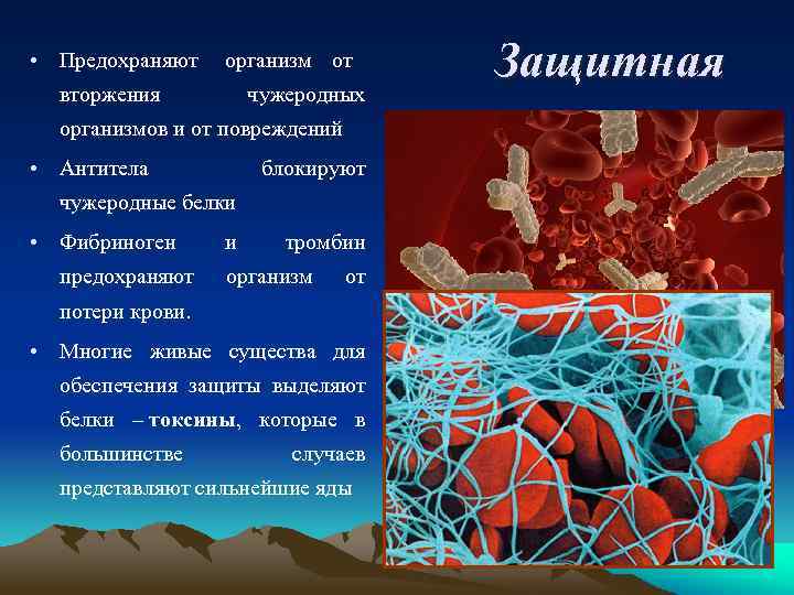 Белок идет. Белки токсины. Токсины функция белков. Чужеродный белок в организме.