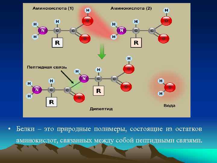 Характеристика пептидной связи в белках