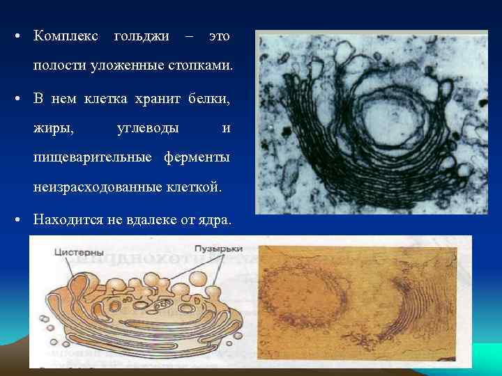 Эндоплазматическая сеть комплекс гольджи лизосомы