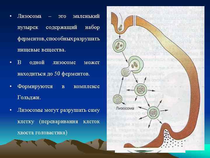  • Лизосома пузырек – это маленький содержащий набор ферментов, способных разрушать пищевые вещества.