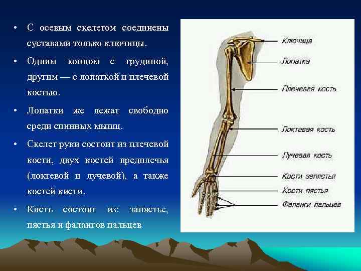 Скелет плечевого пояса