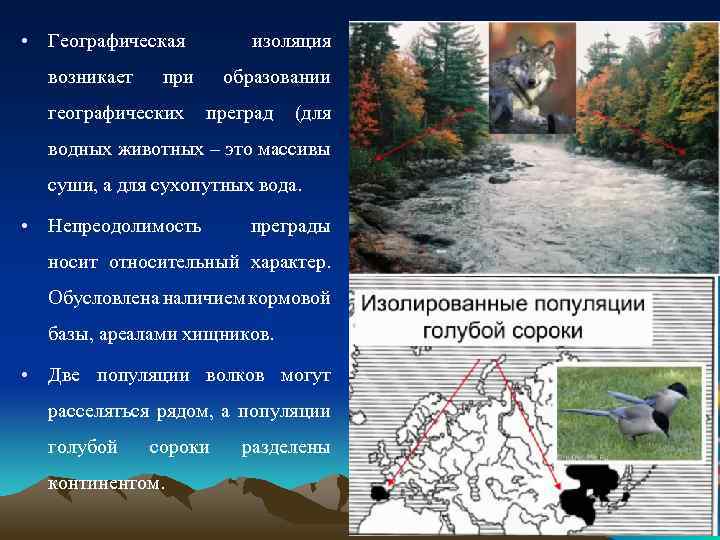  • Географическая возникает при изоляция образовании географических преград (для водных животных – это