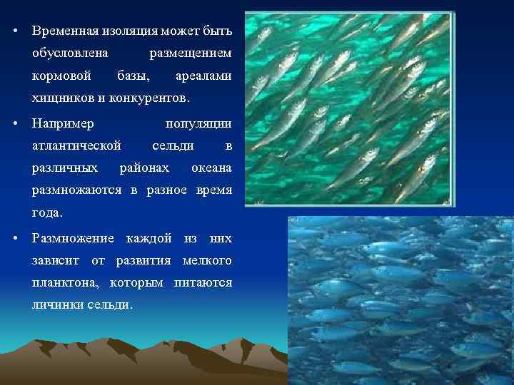  • Временная изоляция может быть обусловлена кормовой размещением базы, ареалами хищников и конкурентов.