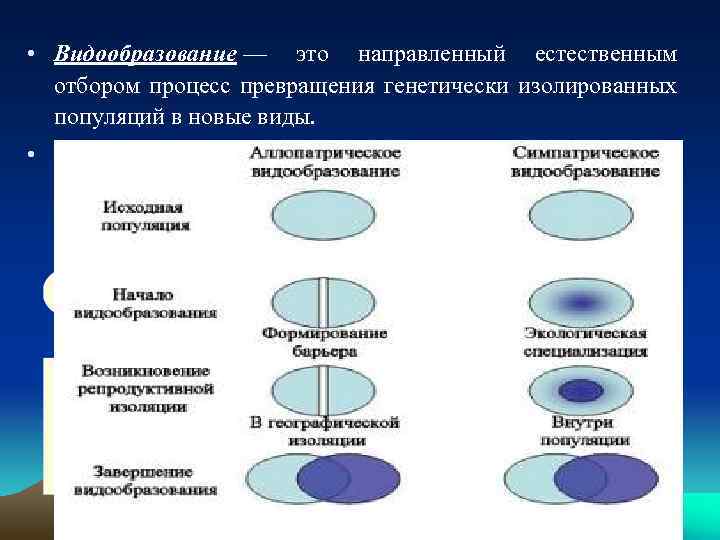  • Видообразование — это направленный естественным отбором процесс превращения генетически изолированных популяций в