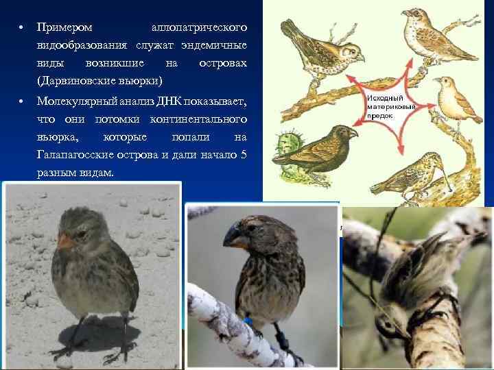  • Примером аллопатрического видообразования служат эндемичные виды возникшие на островах (Дарвиновские вьюрки) •