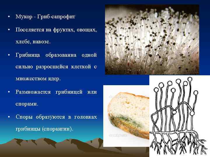 Фото гриба мукора на хлебе