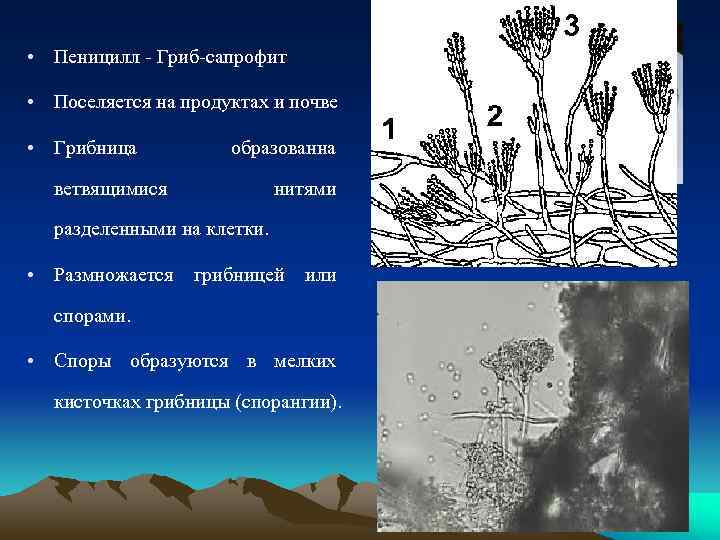  • Пеницилл - Гриб-сапрофит • Поселяется на продуктах и почве • Грибница образованна