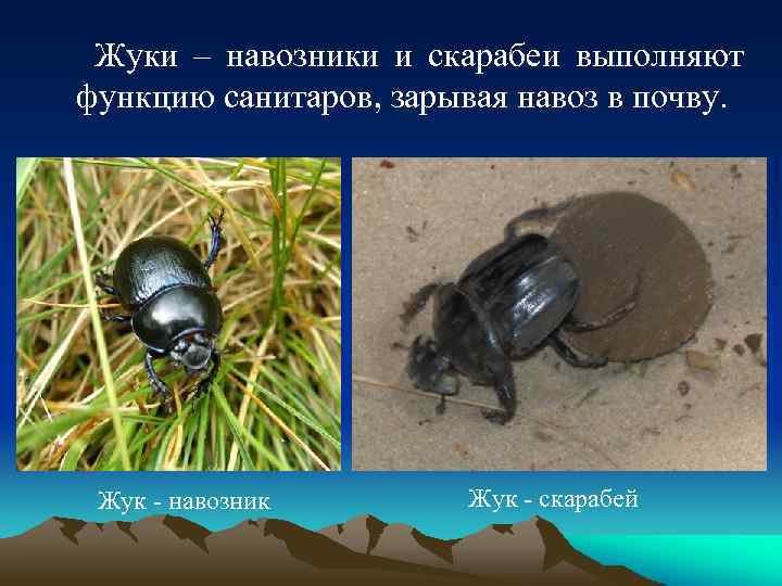 Жуки – навозники и скарабеи выполняют функцию санитаров, зарывая навоз в почву. Жук -