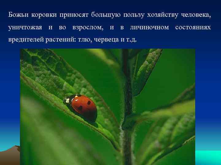 Божьи коровки приносят большую пользу хозяйству человека, уничтожая и во взрослом, и в личиночном