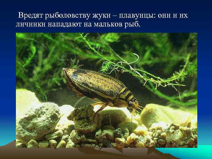Вредят рыболовству жуки – плавунцы: они и их личинки нападают на мальков рыб. 