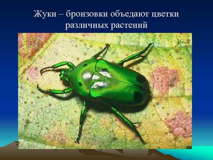 Жуки – бронзовки объедают цветки различных растений 