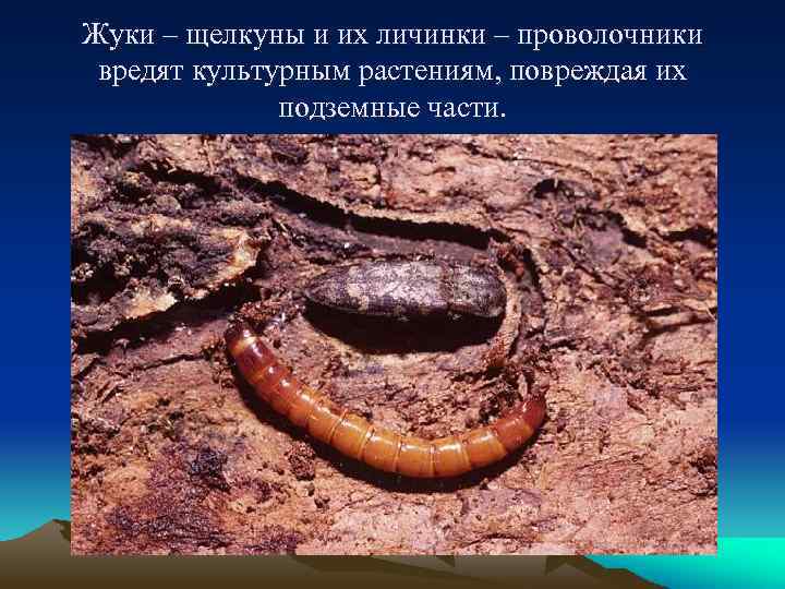 Жуки – щелкуны и их личинки – проволочники вредят культурным растениям, повреждая их подземные