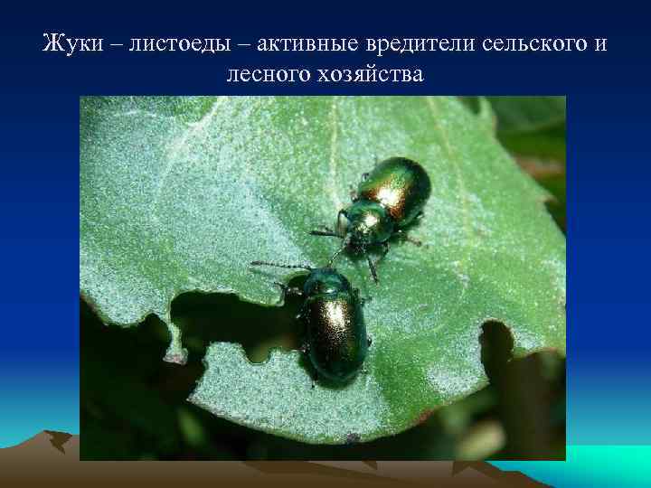 Жуки – листоеды – активные вредители сельского и лесного хозяйства 