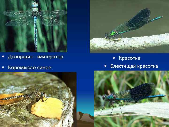  • Дозорщик - император • Коромысло синее • Красотка • Блестящая красотка 