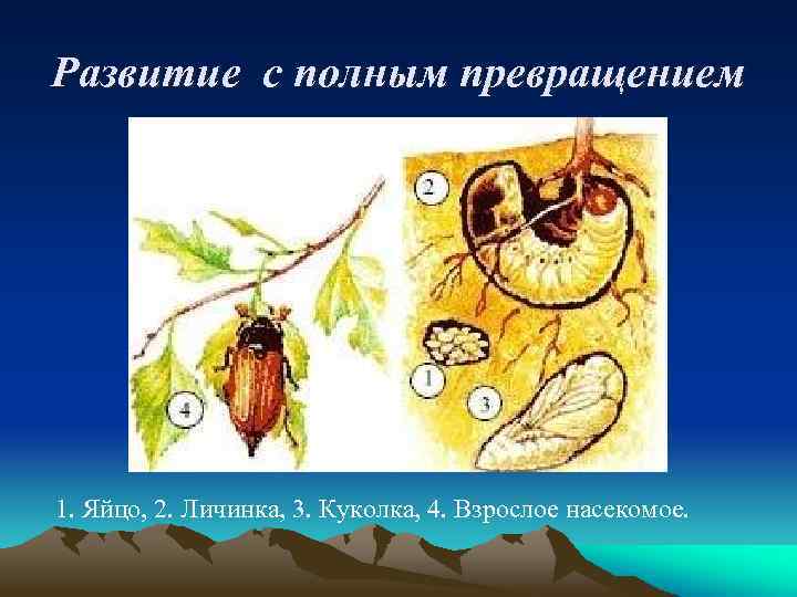 Развитие с полным превращением 1. Яйцо, 2. Личинка, 3. Куколка, 4. Взрослое насекомое. 