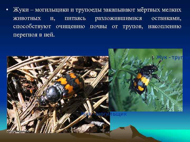 • Жуки – могильщики и трупоеды закапывают мёртвых мелких животных и, питаясь разложившимися
