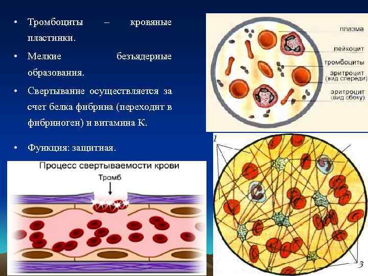 Безъядерные клетки. Тромбоциты схема. Тромбоциты безъядерные. Тромбоциты пластинки. Схема образования тромбоцитов.