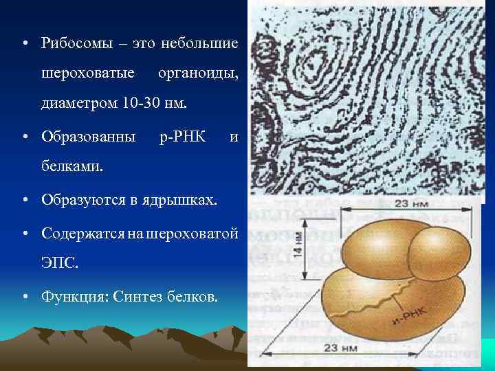  • Рибосомы – это небольшие шероховатые органоиды, диаметром 10 -30 нм. • Образованны