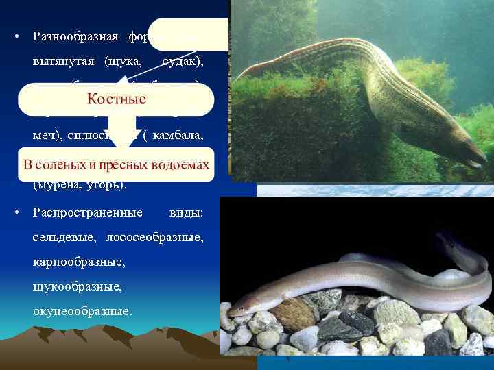  • Разнообразная форма тела: вытянутая (щука, судак), кругообразная (рыба-луна), торпедообразная ( сом, рыбамеч),