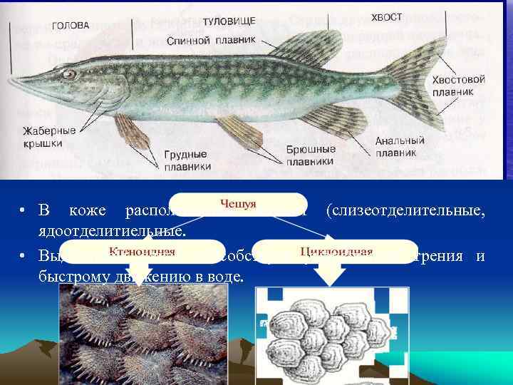  • В коже располагаются железы (слизеотделительные, ядоотделитиельные. • Выделяемая слизь способствует уменьшению трения